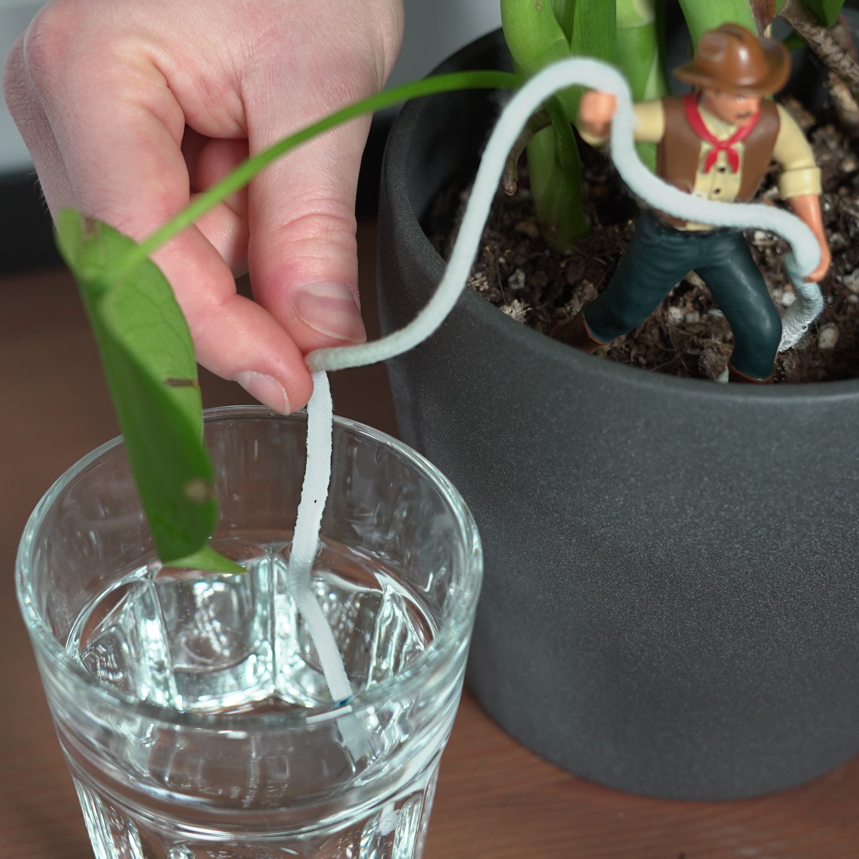 Waterin' Wrangler - Cowboy Clyde