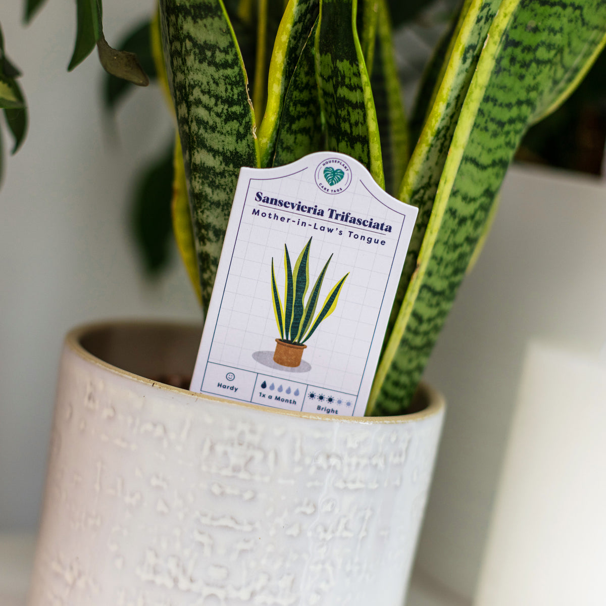 Large Product Image