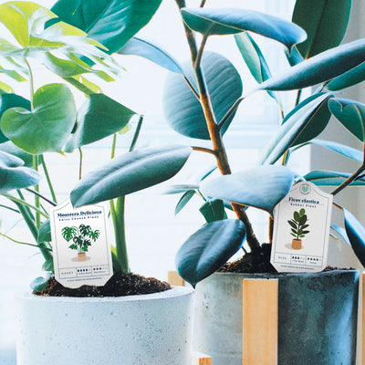 Top 10 Easy Houseplants To Care For