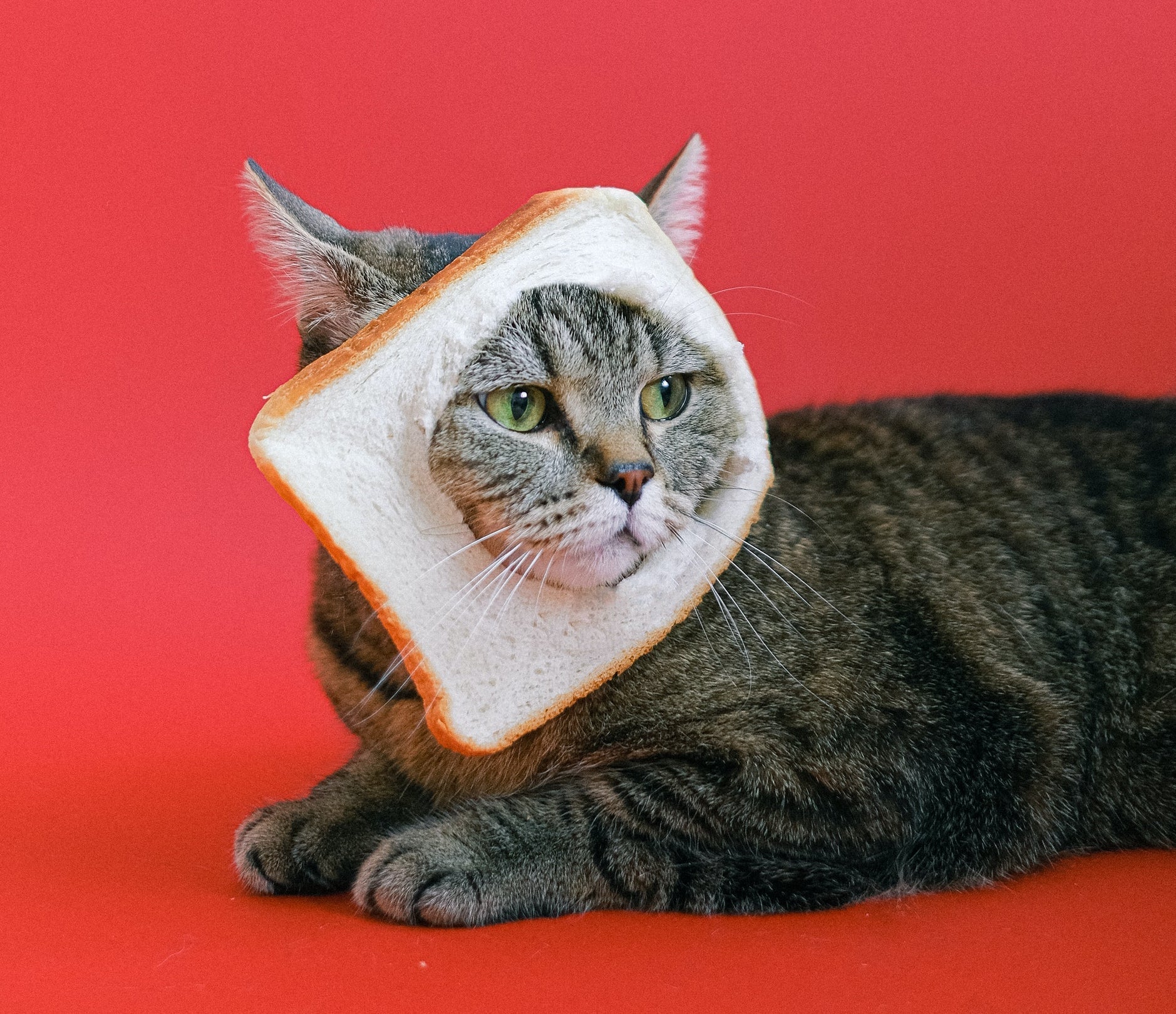 6 Purr-fect Gifts For Cat Lovers We Know You'll Love