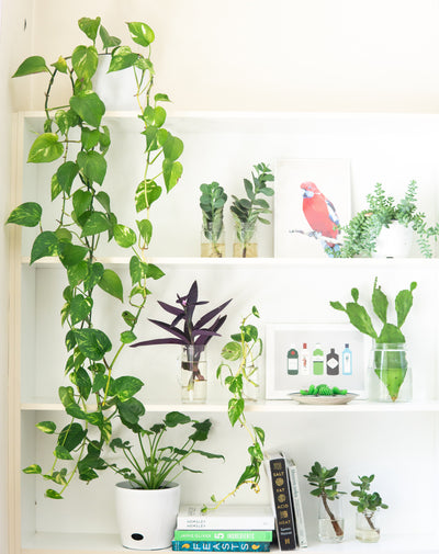 Indoor Plant Care Tips From Industry Experts