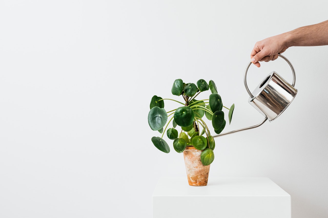 How Often to Water Plants - Our Top 5 Tips