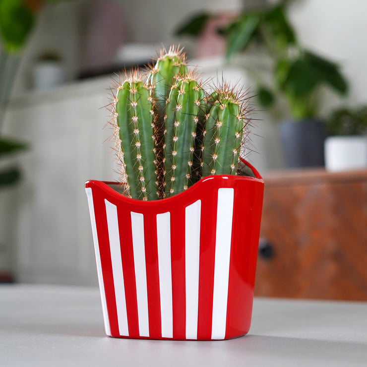 French Fries Planter