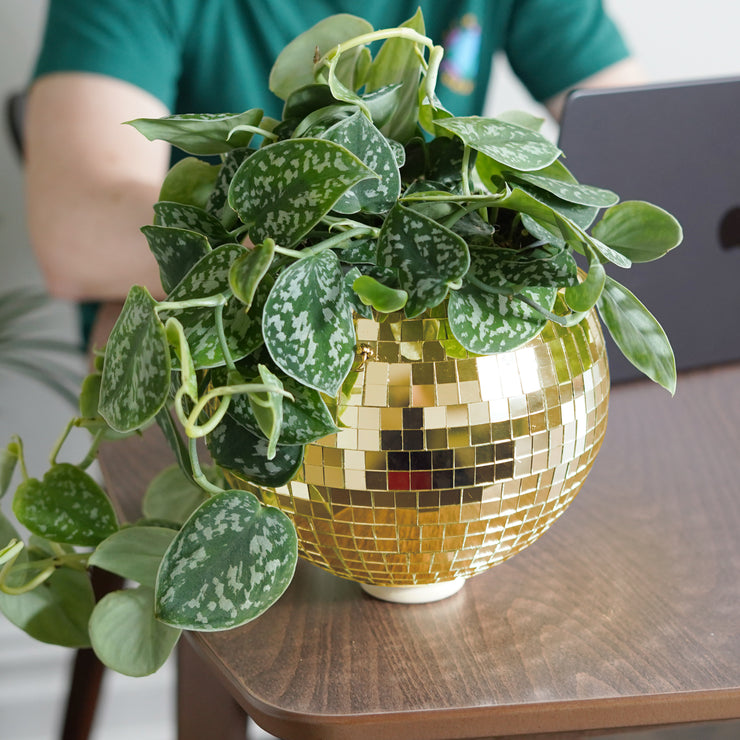 Disco Ball Hanging Planter - Gold (8inch)