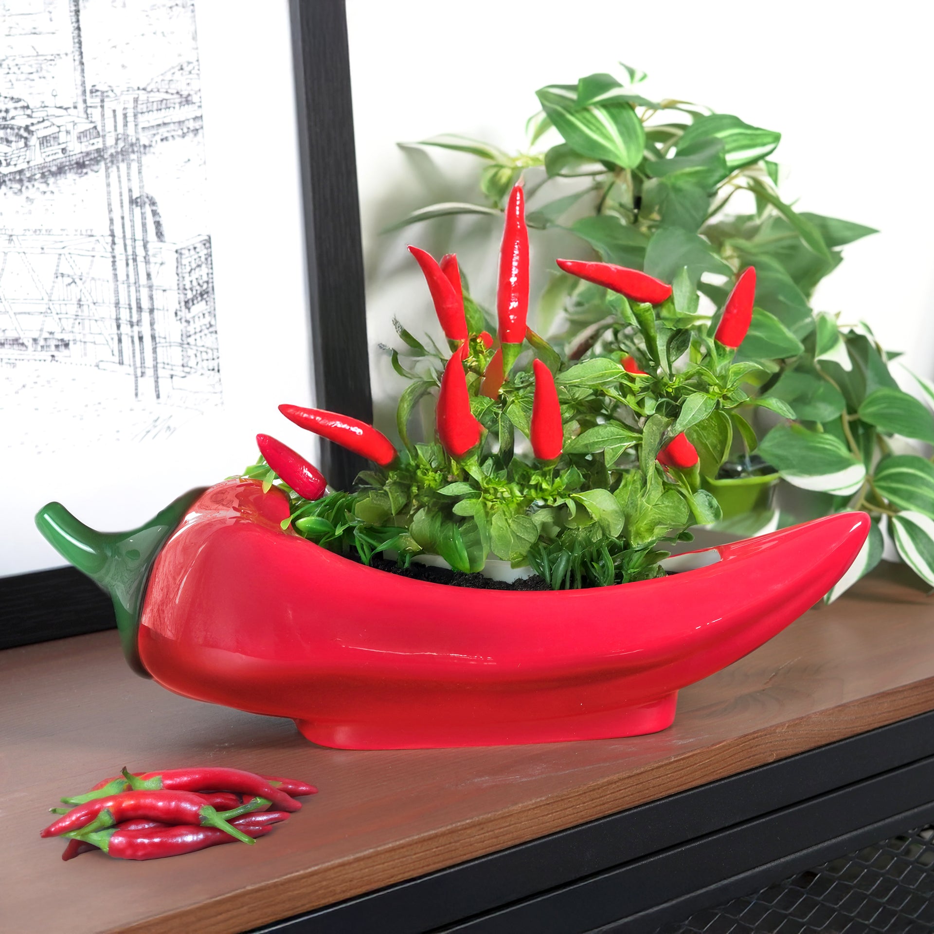 Red Hot Chili Planter - Plant Pot for Indoor Plants  Bubblegum Stuff