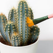 Mini Cactus Cleaners